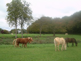 wp716ec29f_0f.jpg